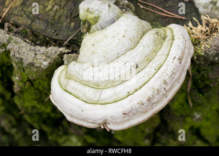 bracket fungus, polypore on tree stump macro Stock Photo
