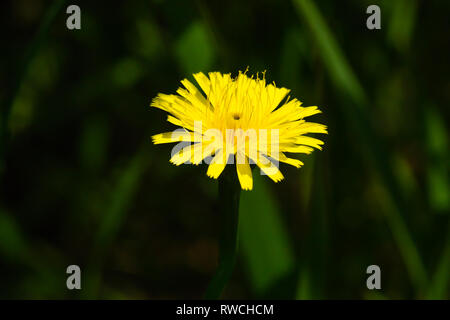 Spring flowers depicted in a fuzzy painted background Stock Photo