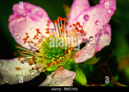 Spring flowers depicted in a fuzzy painted background Stock Photo