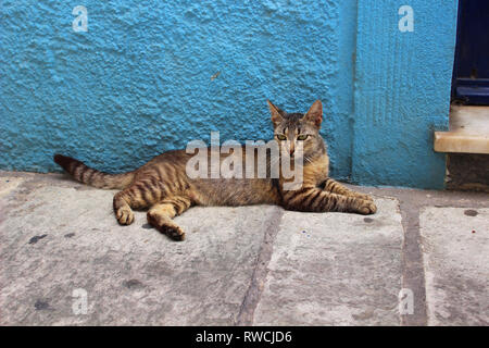 A tabby cat on the streets of Greece Stock Photo
