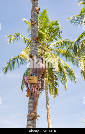 A man collecting juices from young coconuts. Sri Lanka. Stock Photo