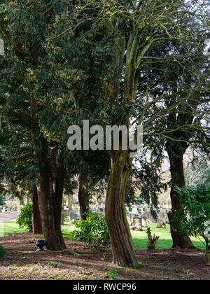Yew trees (Taxus baccata) in a cemetery, UK Stock Photo
