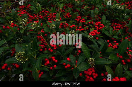 Red berries and dark glossy leaves of the ground cover garden plant Skimmia japonica Red Diamond, with flower buds for flowering in spring. London, UK Stock Photo