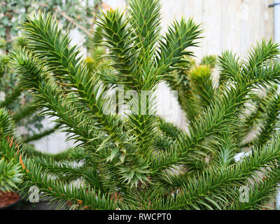 Spine like leaves of the slow and tall growing south American monkey puzzle tree or Araucaria araucana from Chile and Argentina, London, UK. Stock Photo