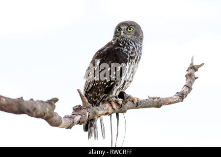 Australian Barking Owl sitting on a branch Stock Photo