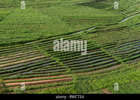 Farming in Western Uganda below the Virunga Mountains, Uganda Stock Photo