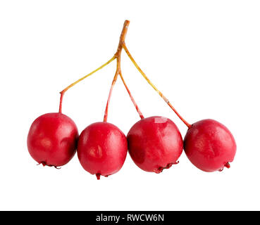 Hawthorn berries in close-up on white background Stock Photo