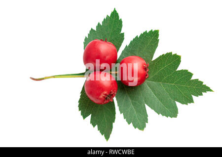 Hawthorn berries or haws berry with green leaf on white. Flayt lay, top view Stock Photo
