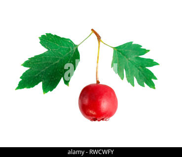 Hawthorn red berry in close up on white Stock Photo