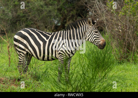 Burchell's zebra, Equus burchellii, Lake Mburo National Park, Uganda Stock Photo