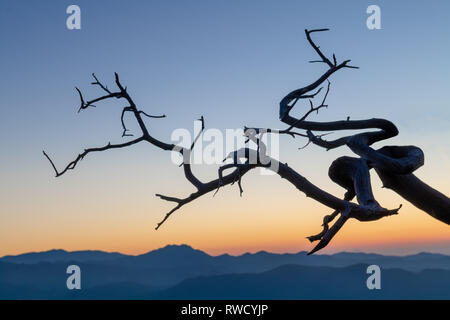 A Dead Tree During Blue Hour at a nature trail in Machiaras, Cyprus Stock Photo