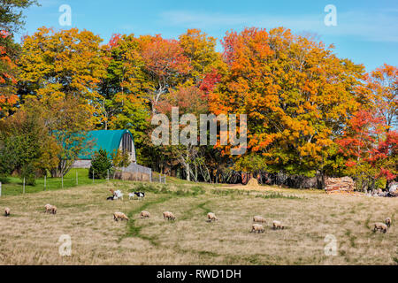 Sheep and goats grazing, Clyde River, Prince Edward Island, Canada Stock Photo