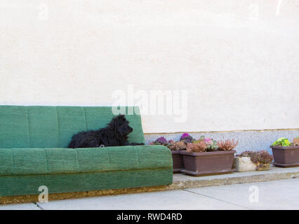 Cute black dog laying on the sofa in the yard Stock Photo