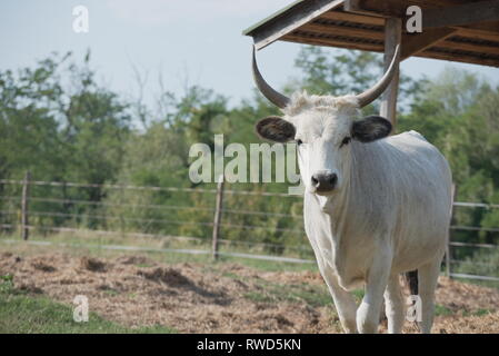 Hungarian Grey Cattle on the Farm on a Sunny Summer Day Stock Photo
