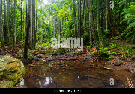 River in a Forest - Cedar Creek on Mt Tamborine Queensland Australia Stock Photo