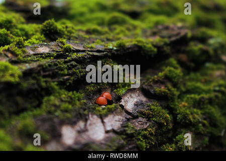 Tiny red mushrooms growing on bark close-up macro photography between green moss vegetation in Ukraine Stock Photo