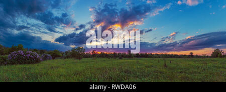 Syringa hives at the bright cloudy sunset. Land panorama landscape and bright cloudy sunset evening. Spring evening in Ukraine Stock Photo