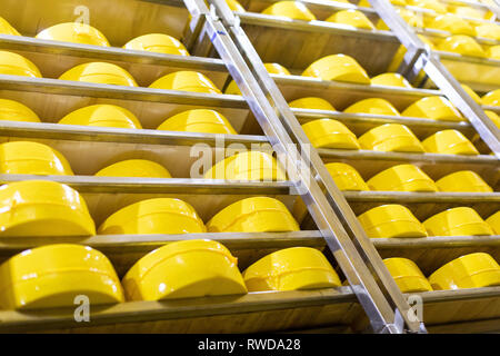 Shelves with yellow heads cheese closeup. cheese room