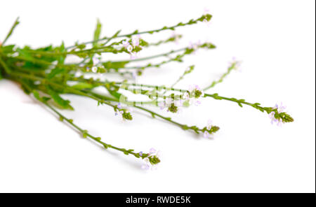 Verbena officinalis, the common vervain or common verbena. Isolated Stock Photo