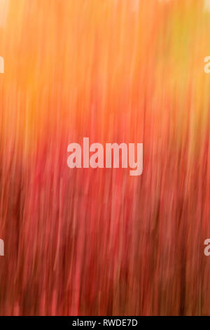 Abstract of Fall Tree Foliage Stock Photo
