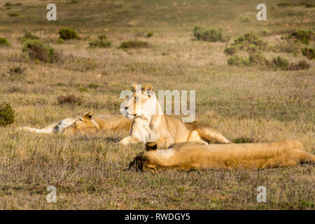 lions relax in the midday heat Stock Photo