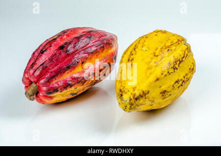 Large ripe  cacao pods isolated on white background. Stock Photo
