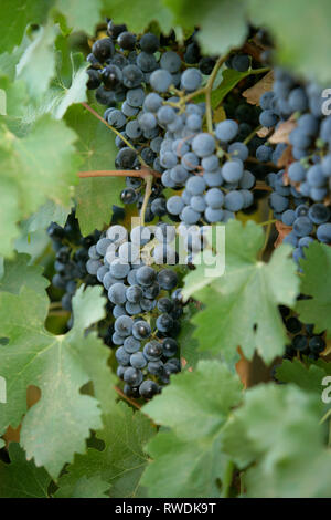 Cabernet Sauvignon wine grapes hanging on vine in vineyard ready to pick. Stock Photo