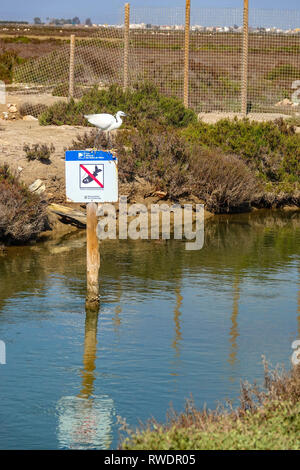 White Little Egret sitting on No Fishing sign, Ebro Delta, Spain Stock Photo
