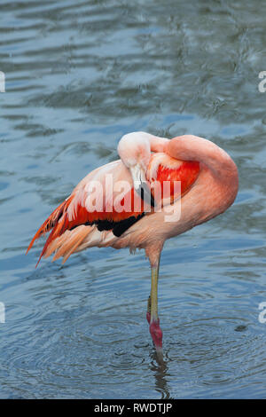 Chilean Flamingo (Phoenicopterus chilensis). An adult using the head as a mop to shed water, from immersion, and then spread, distribute and work in oil from the gland on top of the tail. Stock Photo