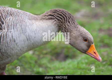 Western Greylag Goose (Anser anser). Head up, cautionary, mild threat. Side view showing orange bill colour and eye lid ring. Striated, furrowed, grooved,  neck feathers. Vibrated showing disposition towards others. Stock Photo