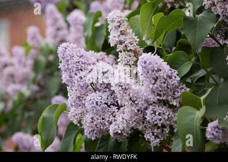 A common lilac (Syringa vulgaris) bush in Portsmouth, New Hampshire, USA. Stock Photo