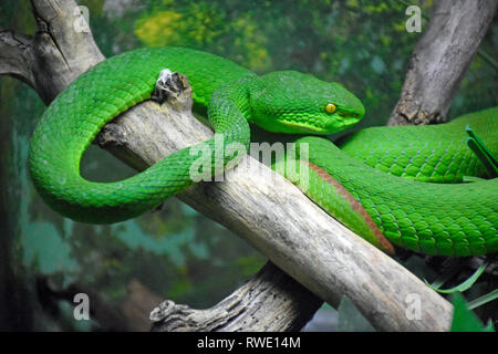 White Lipped Pit Viper Stock Photo