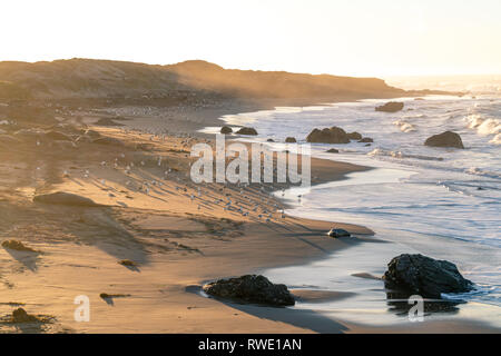 San Simeon, California - Beautiful sunrise casting light on the California coast where huge elephant seals lay on the sandy beach. Stock Photo