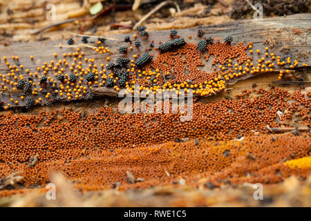 Different species of slime mold on rotten tree trunk Stock Photo