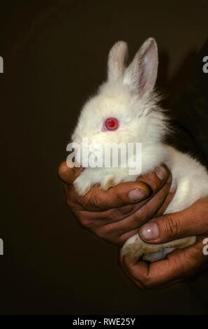 Yerevan, Armenia,February 18,2019: Delicate small white rabbit in the rough, but tenderly embracing the hands of man Stock Photo