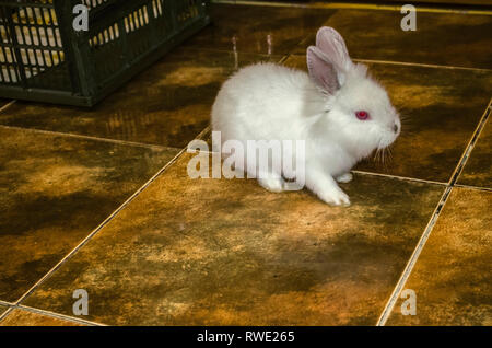 Fluffy white two-month rabbit escaped from his cage and sits on the floor in the apartment Stock Photo