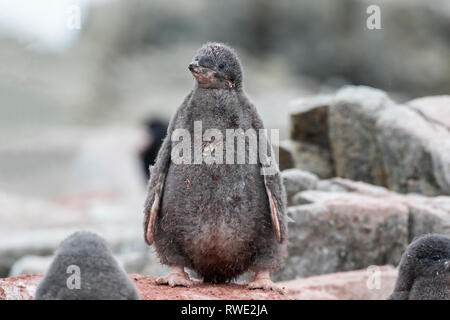 Adelie penguin Pygoscelis adeliae chicks standing in breeding colony, Antarctica Stock Photo