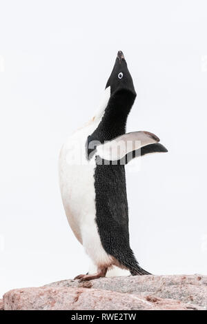 Adelie Penguin (Pygoscelis adeliae) adult pair, at nest in nesting ...