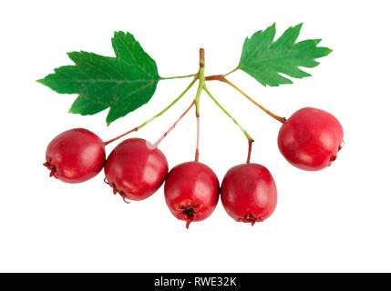 Hawthorn berries with leaves isolated on white, close-up Stock Photo