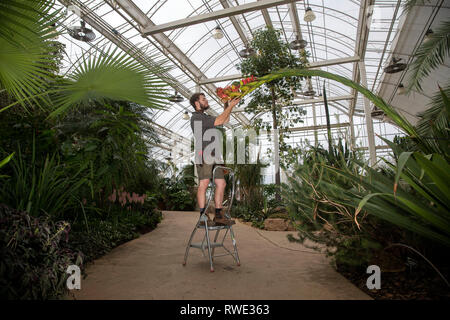 Callum Munro-Faure looks over the 18-year-old giant spear lily ...
