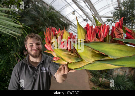 Callum Munro-Faure looks over the 18-year-old giant spear lily ...