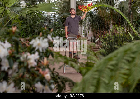 Callum Munro-Faure looks over the 18-year-old giant spear lily ...