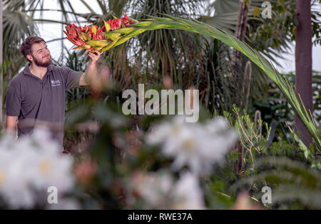 Callum Munro-Faure looks over the 18-year-old giant spear lily ...