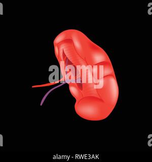 Realistic human spleen isolated on white background. Stock Vector