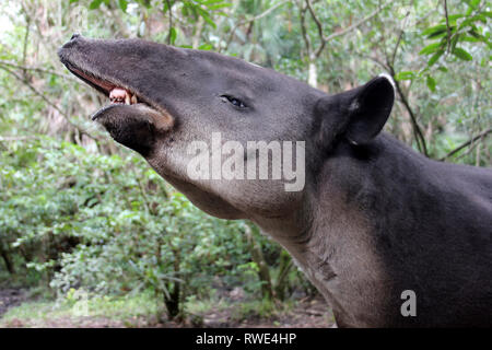 Baird's Tapir Tapirus bairdii exhibiting the Flehmen Response, Belize Stock Photo