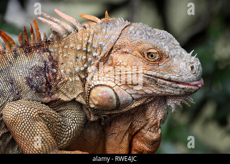 Green Iguana Iguana iguana male with battle injury from fighting Stock Photo