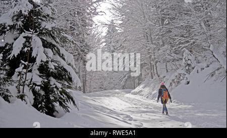 A lone female hiker walks through a snow covered forest in an alpine forest in winter. The footpath and trees are covered in fresh snow. Stock Photo
