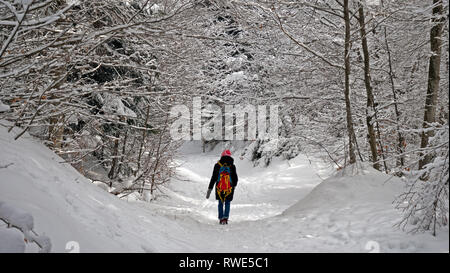 A lone female hiker walks through a snow covered forest in an alpine forest in winter. The footpath and trees are covered in fresh snow. Stock Photo