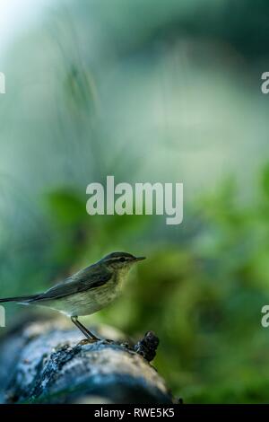 Meadow pipit sitting on wood trunk in forest with bokeh background and saturated colors, Hungary, songbird in nature forest lake habitat, cute small c Stock Photo
