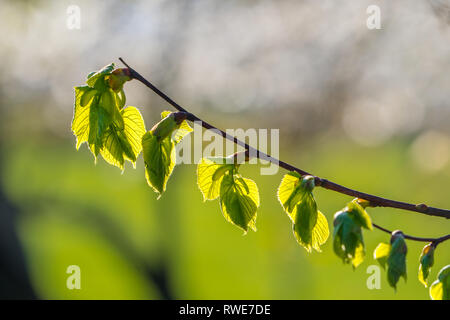 Branch of linden tree, tilia cordata, with new leaves and bud in spring. Young fresh lime-tree leaves are on the twig in front of the sun Stock Photo